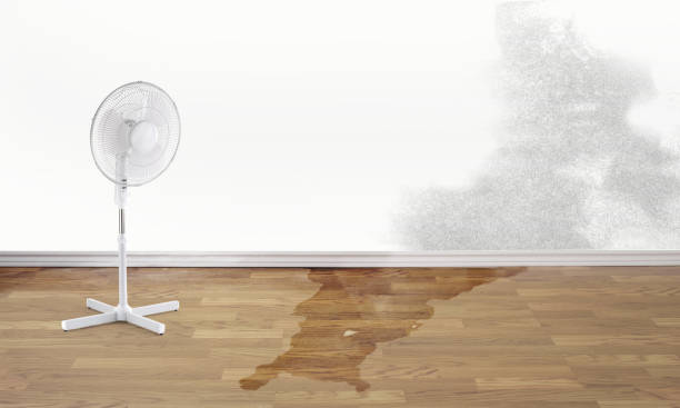 Best Fire Damage Restoration  in Montesano, WA