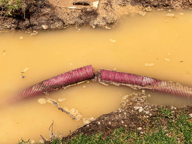 Best Water damage cleanup near me  in Montesano, WA